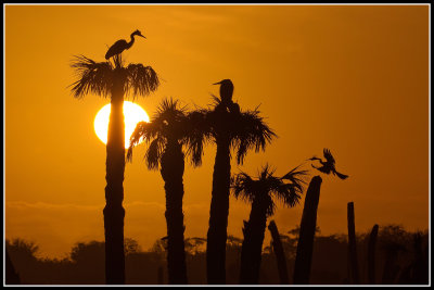 Wetland Sunrise, Florida
