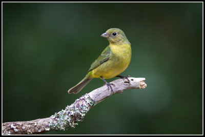 Painted Bunting