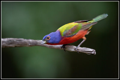 Painted Bunting