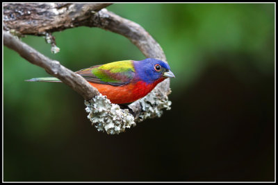 Painted Bunting