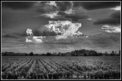 Clouds Over a Georgia Cotton Field