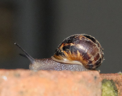 snail67.jpg