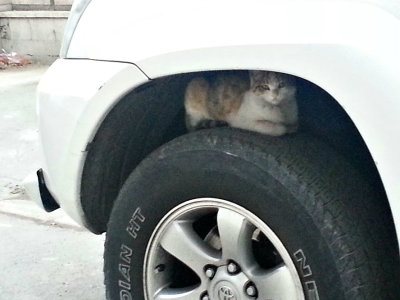 stray cat -7 