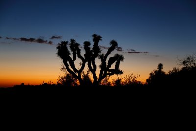 Jumbo Rocks Sunrise