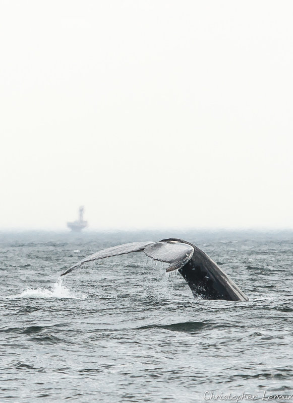 Baleine à bosse