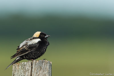 Goglu des prés