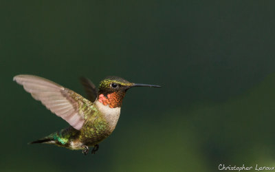 Colibri à gorge rubis