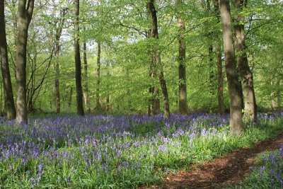 Wendover Woods