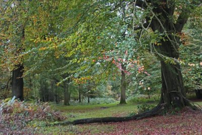 Ashridge walk 