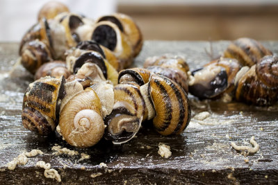 Snails mating