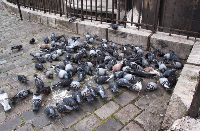Pigeons at Montmartre