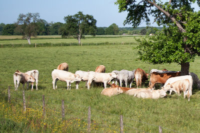 Charolais Cattle