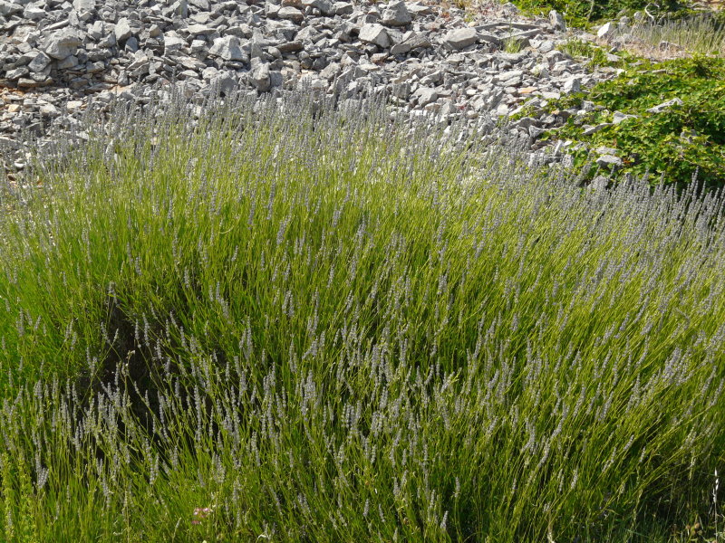 P1060216.JPG
