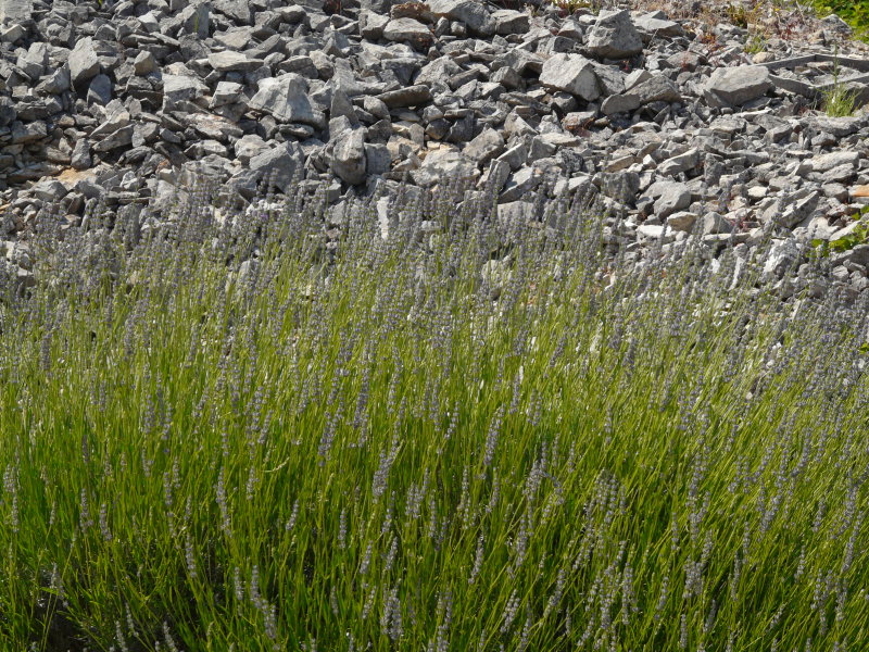 P1060217.JPG