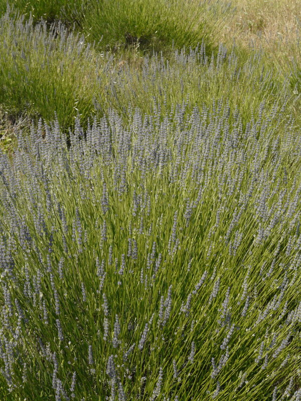 P1060219.JPG