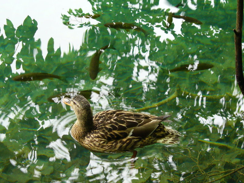 P1000771.JPG