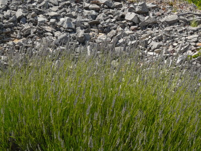 P1060217.JPG