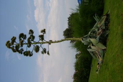 S3600865.JPG