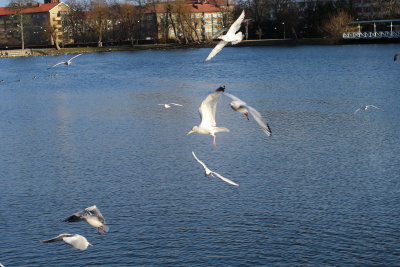 sjöfåglar