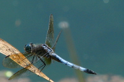 Dragonflies