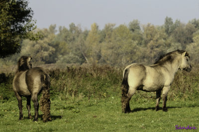 De jonge hengst en de leidhengst