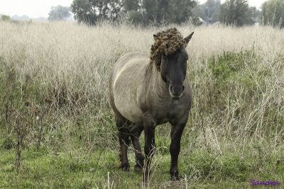 Herfst in de Loowaard