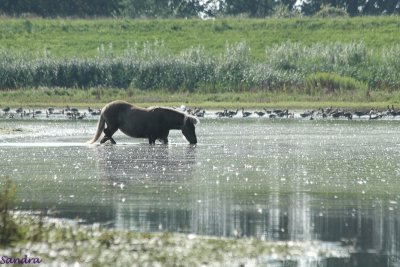 Merrie waadt door het water