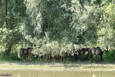 In de schaduw van de bomen