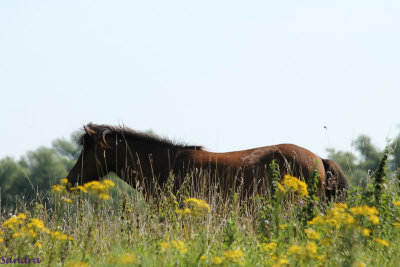 In de bloemetjes