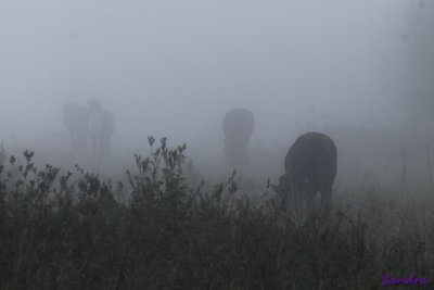 Paardjes in de mist (2)