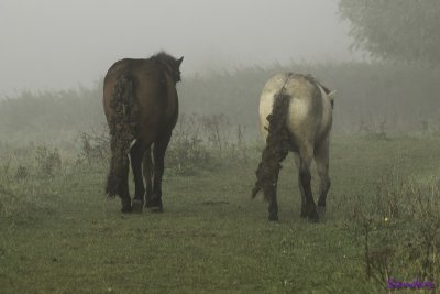 Samen aan de wandel
