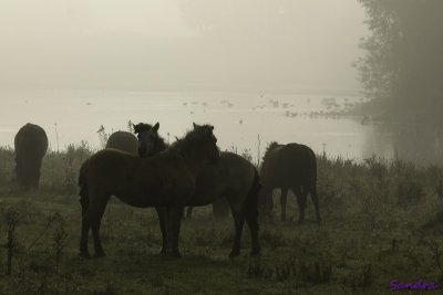 Ganzen op de achtergrond