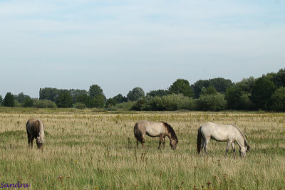 Drie dames in wildkleuren