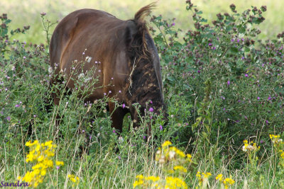 Totaal geen last van de distels