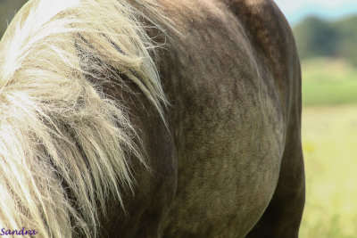Dit is wel heel dicht bij, haar vacht is schitterend