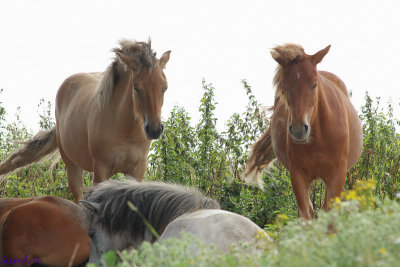 Sommigen houden staand half slapend de wacht