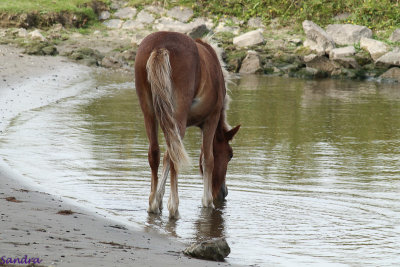 Drinken in de rivier