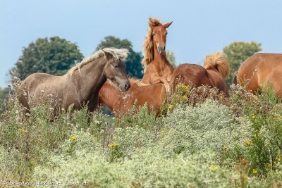 Met deze foto won ik in augustus de HPE foto Challenge (bewerkt door Antonie Blom)
