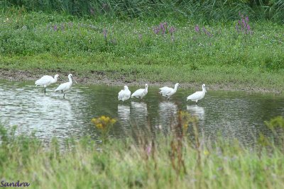 Lepelaars (Platalea leucorodia)