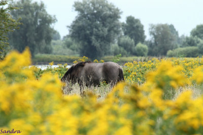 Tussen de Late Guldenroede (Solidago gigantea) 