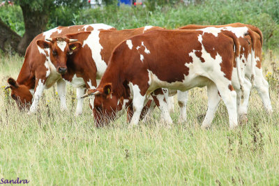 Er lopen ook runderen op de Groesplaat