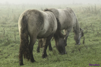Samen grazen