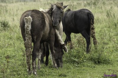 Lief!