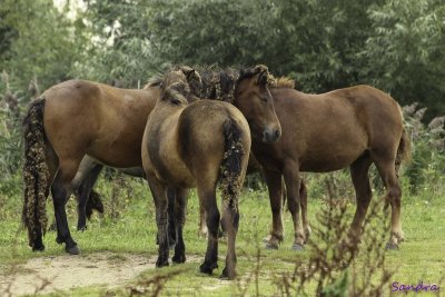 Drie paardjes en een heleboel beentjes!