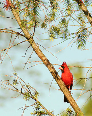 Cardinal In Pine 2 800.jpg