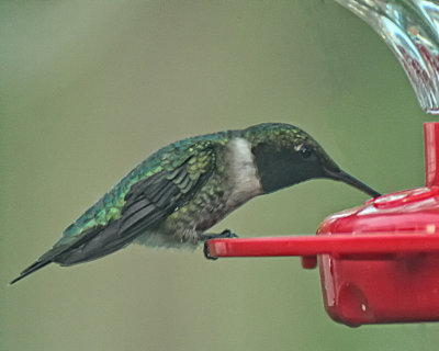 Hummer At Feeder 800.jpg