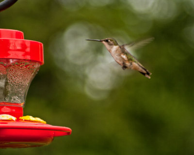 Hummer In Flight 1 800.jpg