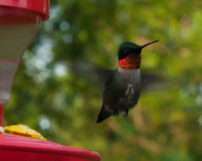 Hummer In Flight 2 800.jpg