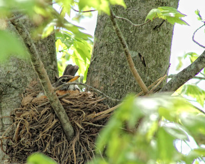 Mama Robin On Nest 800.jpg