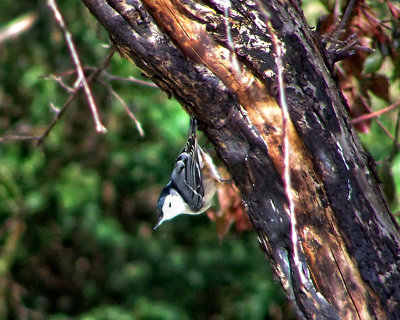 Nuthatch 1 800.jpg